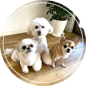 看板犬の三匹