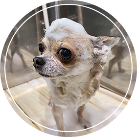 シャンプー中の犬１