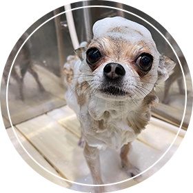 シャンプー中の犬２