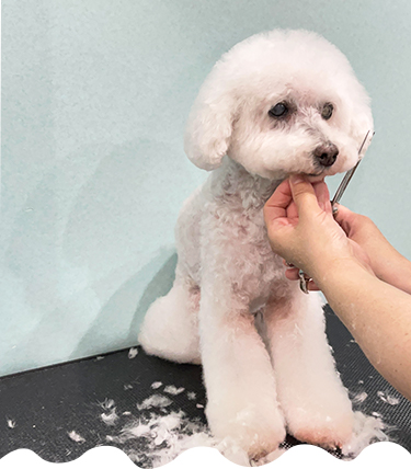 看板犬のトイプードル