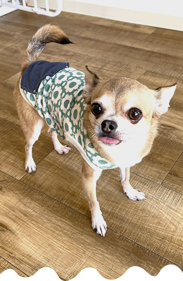 看板犬のチワワ