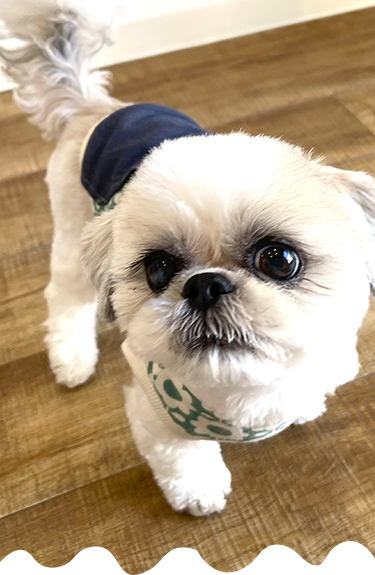 看板犬のシーズー