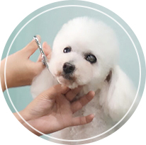 カット中の犬